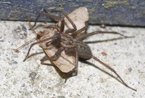 Eratigena sp.